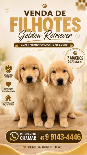 Filhotes de Golden 