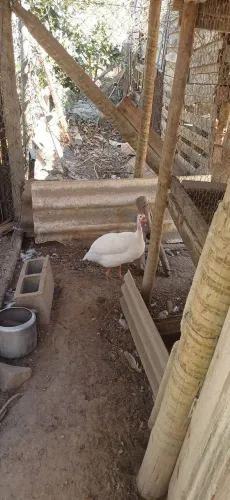 Galinha D'angola macho