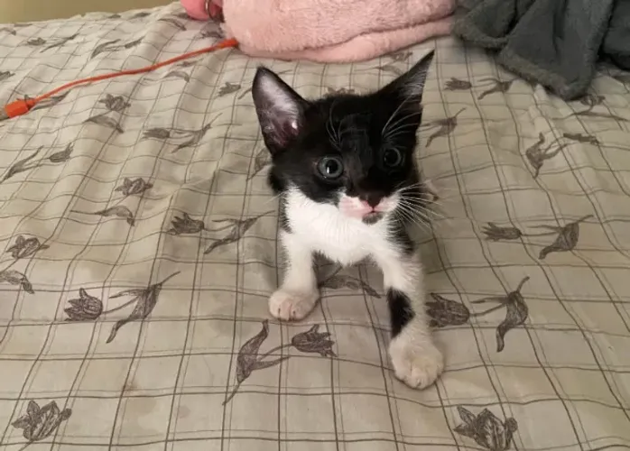 gatos