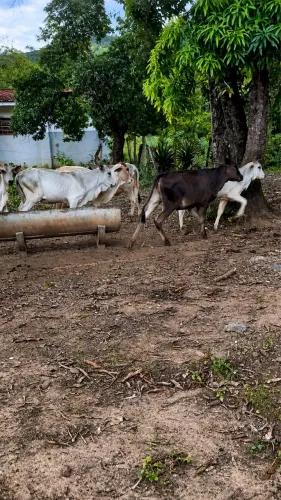 Bezerros Anelorados