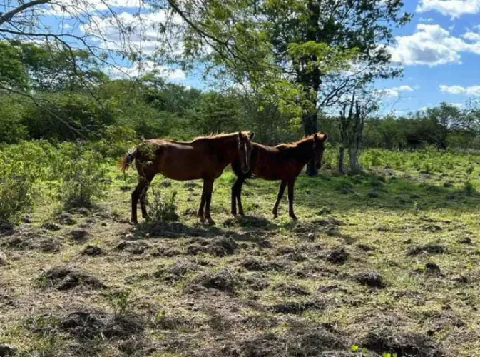 Mãe e filhote macho