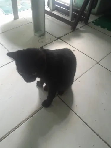 Duas gata para doação