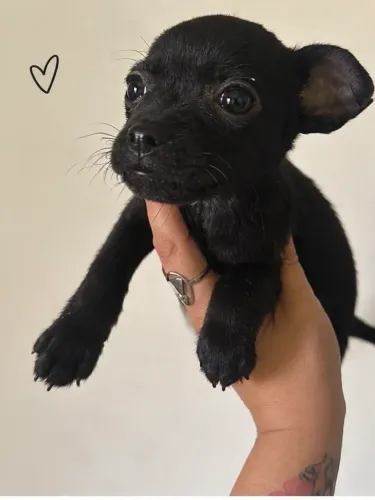 Pinscher macho