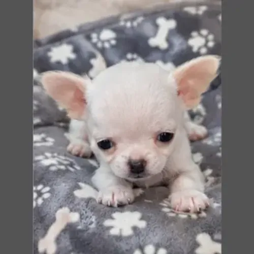 Chihuahua machinho