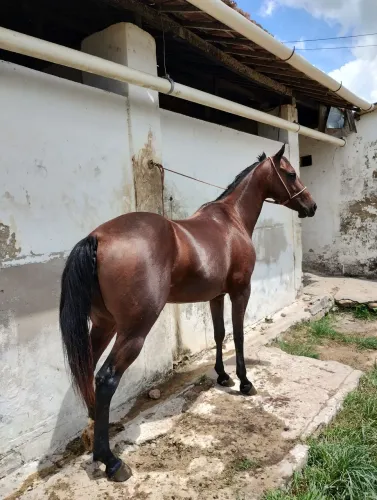 Potra quarto de milha