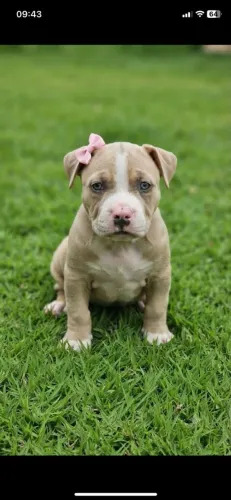 AMERICAN BULLY FEMEA
