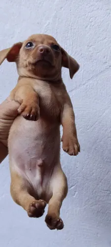 Cachorro filhote pinscher