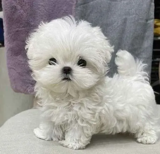 Filhote maltês, prontos para espalhar amor e alegria na sua vida!