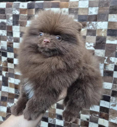 Spitz Macho Exótico