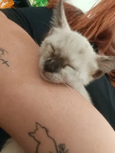 Doação de gatinha