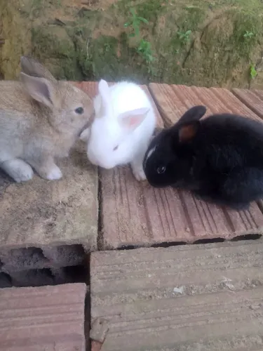 Vendendo coelhos tenho filhotes e adutos