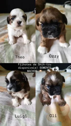 Filhotes de Shih-tzu 