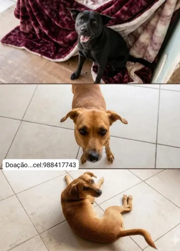 Doação urgente