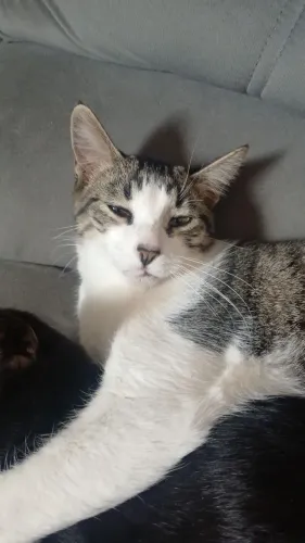 Adoção Gato