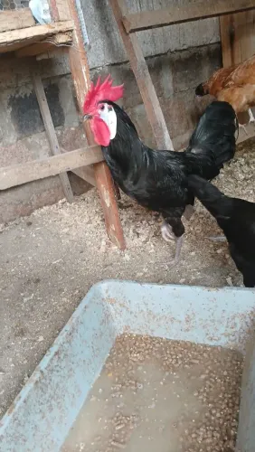 Casal de cara de palhaço (galo e galinha)