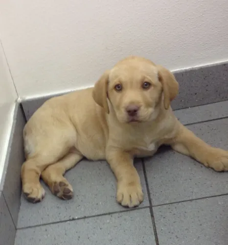 Filhotes De Labrador - Seus Melhores Dias Começarão Ao Lado De Um Filhote Brincalhão
