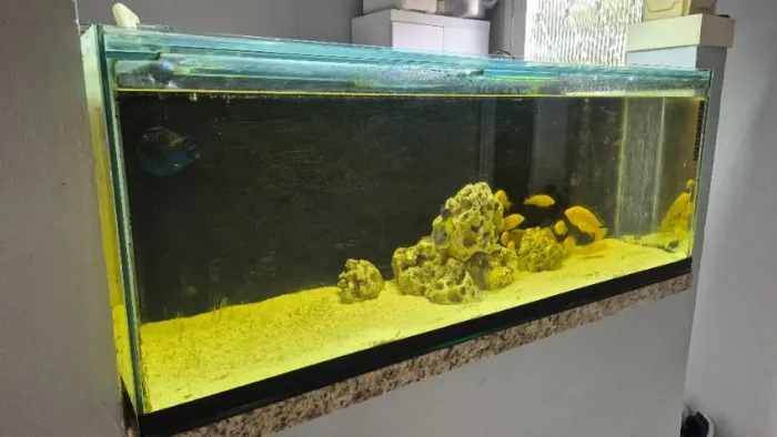 Aquário de 200l + Sump com mídias biológica (Muito estável)