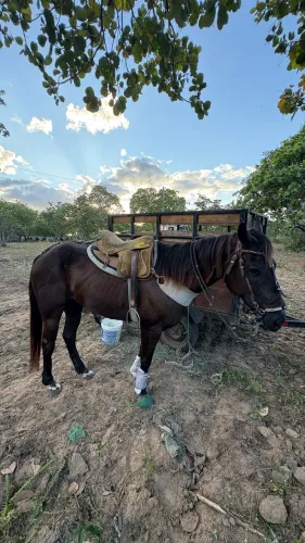 Cavalo de vaquejada professor
