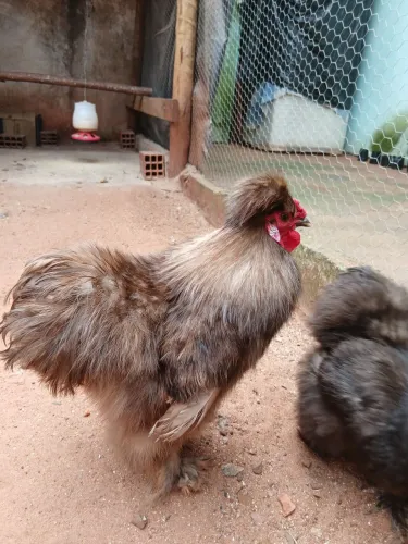 GALO SEDOSO CHOCOLATE