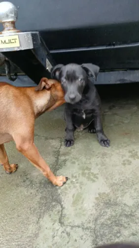 Cachorro doação 