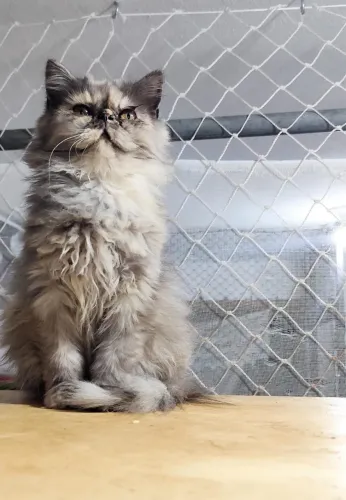Gatinha Persa cor exótica com pedigree
