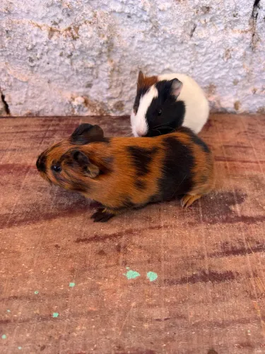 Vendo porquinhos da índia fêmea+macho (irmãos) 30 dias 