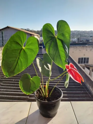 Planta anturio