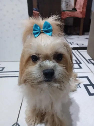 Lhasa Apso