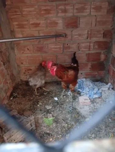 Galo de capoeira bem produtivo 