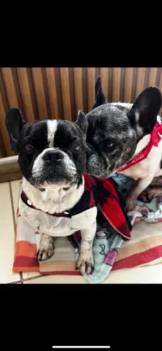 BULLDOG FRANCÊS 