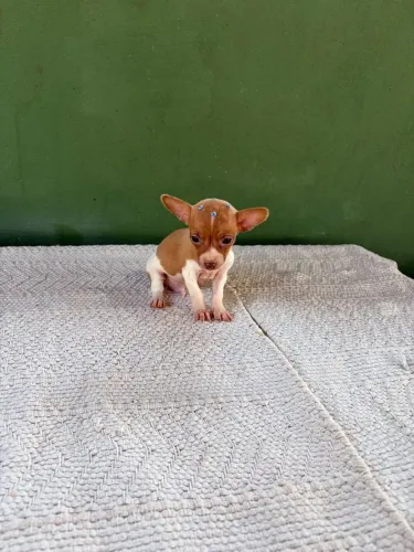 Filhote Pinscher Macho