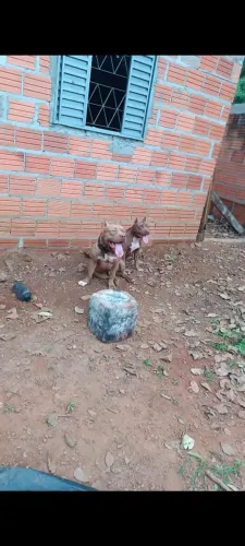 Filhotes de Pit Bull