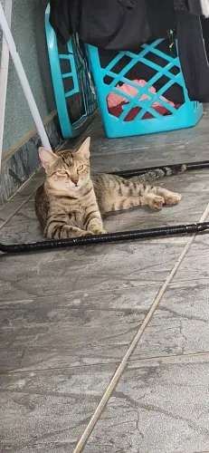 Doação de gatos