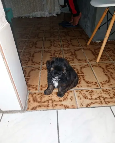Vende-se filhotes de shih tzu  com sptiz alemão 