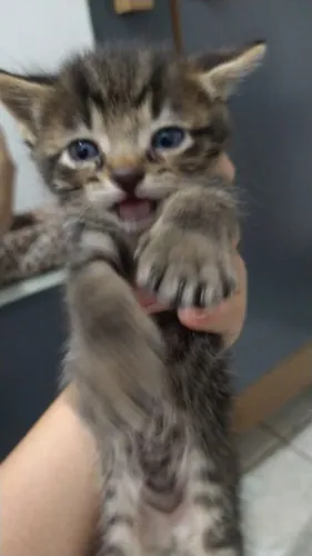 Doação de gatinhos