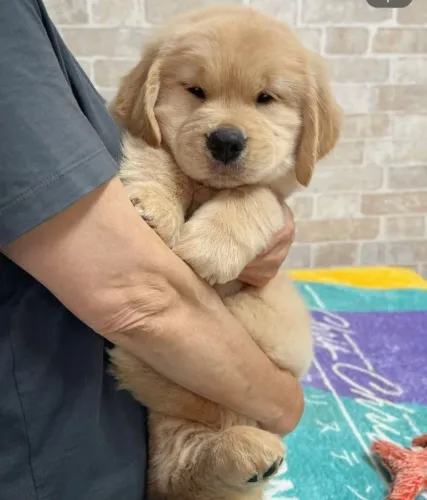 Filhote Labrador Fêmea de Pelagem Amarela pronta entrega