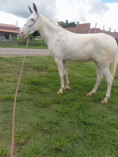 Mula de patrão de macha picada
