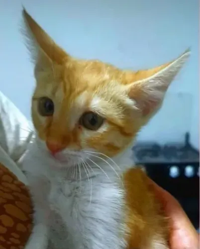 Doação de Gatinho Laranja