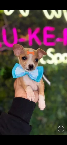 Pinscher macho ! Apaixone se 