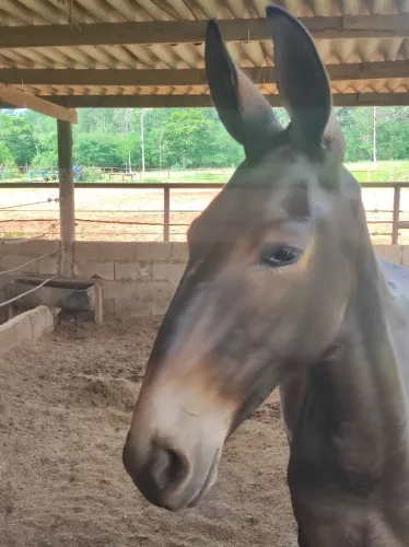 BURRO DE GENÉTICA - À VENDA