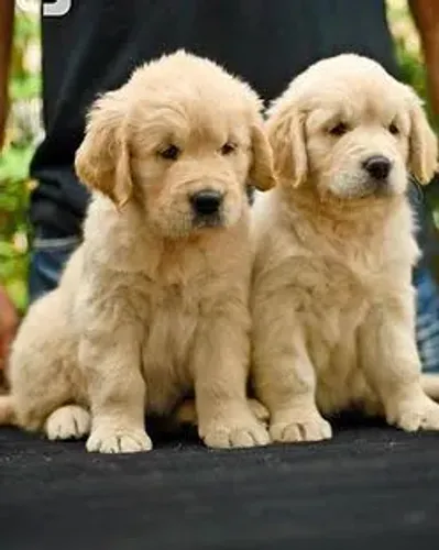 Golden Retriever : Filhotes a Pronta Entrega Puros