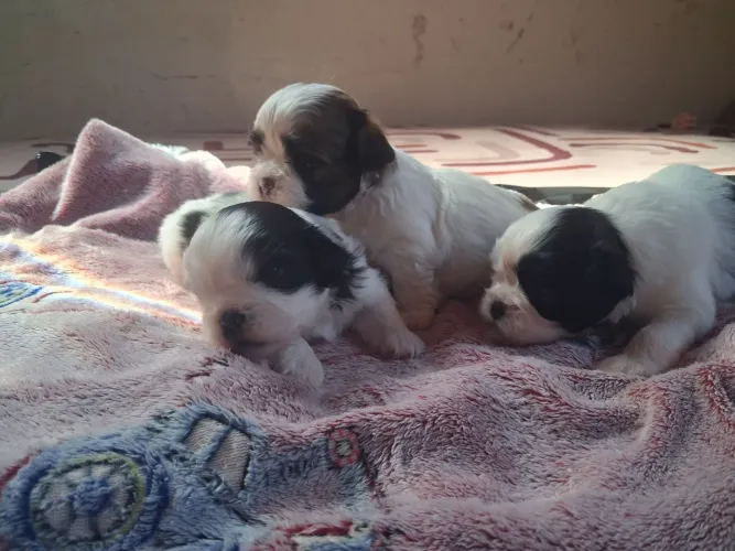 Vende se filhote lhasa apso