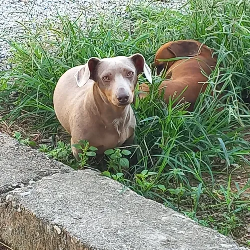 Dachshund adulto - macho isabella