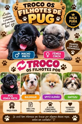 Cachorro