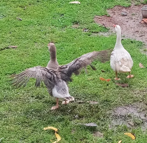 Vendo casal de ganso com filhotes