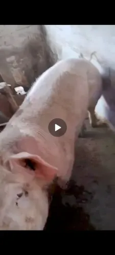 Animais