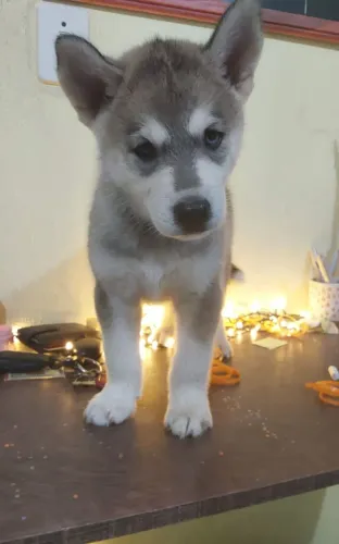 Husky Siberiano