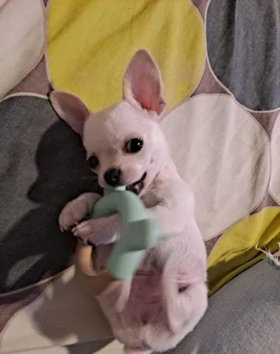 Chihuahua fêmea