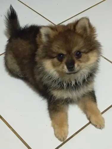 Spitz alemão anão FÊMEA 