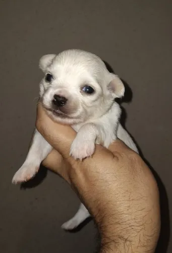 CHIHUAHUA FÊMEA DE PÊLOS LONGOS